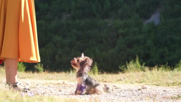 Een Meisje Een Gele Jurk Speelt Met Een Hond Natuur — Stockvideo