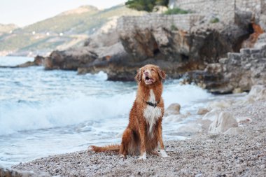 Deniz kenarındaki köpek. Nova Scotia ördeği mavi suda av köpeği çalıyor.