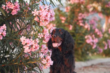 Açık havada pembe zakkum çiçekleri içinde bir köpek. Gordon doğadaki ayar