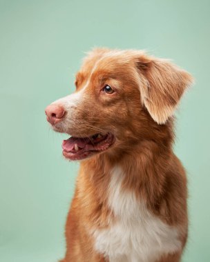Nane arkaplanda şirin kırmızı bir köpek. Nova Scotia ördek paralı av köpeği. Stüdyoda hayvan, köpek kürkü portresi