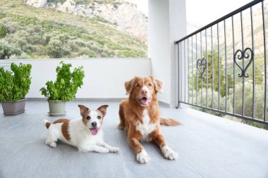 İki köpek terasta yatıyor. Jack Russell Terrier ve Nova Scotia Duck Tolling Retriever. Evcil hayvan evde dinleniyor.