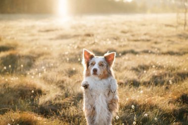 Doğadaki komik köpek. Güneşli sisli tarlada Mermer Sınır Collie