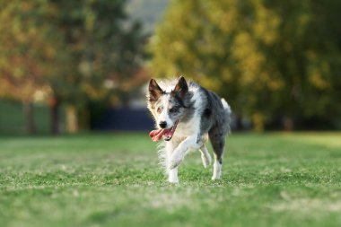 Köpek çimlerin üzerinde koşar. Parktaki aktif ve mutlu sınır köpeği. Evcil hayvanla yürü