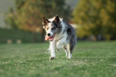 Köpek çimlerin üzerinde koşar. Parktaki aktif ve mutlu sınır köpeği. Evcil hayvanla yürü