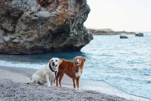 two dogs by the sea. Nova Scotia duck tolling retriever and labrador retriever together at water