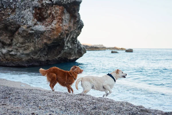 two dogs by the sea. Nova Scotia duck tolling retriever and labrador retriever together at water