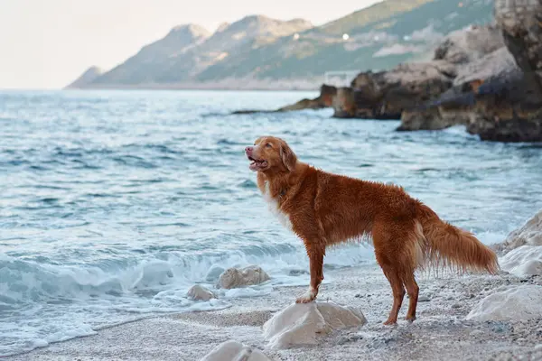 Собака Біля Моря Нова Шотландія Ретривер Качки Блакитній Воді — стокове фото