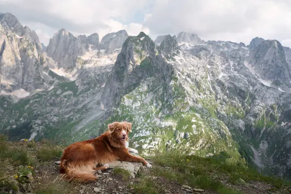 dog traveler in the mountains. Nova Scotia duck tolling retriever on top. Hiking with a pet