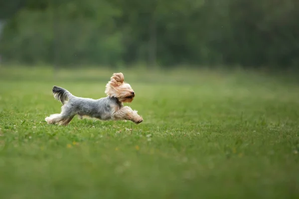 happy dog runs on green grass. Happy and Active Yorkshire Terrier in the park