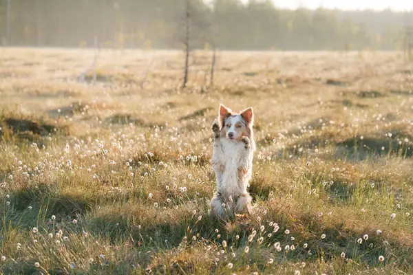 funny dog in nature. Marbled Border Collie in foggy field at sun