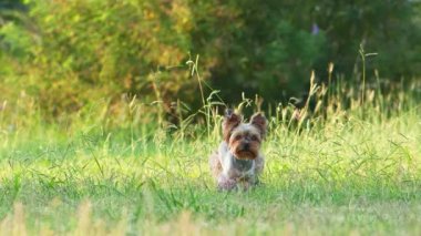 Köpek öne doğru koşar kamera çimlere doğru. Parkta menekşe pençeli Mutlu ve Aktif Yorkshire Teriyeri
