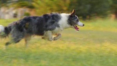 Köpek çimlerin üzerinde koşar. Parktaki aktif ve mutlu sınır köpeği. Evcil hayvanla yürü