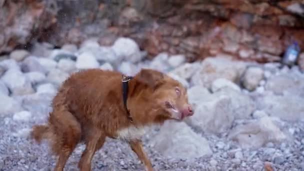 Schüttelt Sich Der Hund Strand Lustiger Nova Scotia Duck Tolling — Stockvideo
