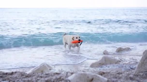 Cão Água Com Brinquedo Pelo Mar Fawn Labrador Retriever Nature — Vídeo de Stock
