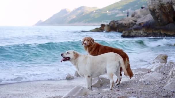 Dois Cães Beira Mar Nova Escócia Pato Pedágio Retriever Labrador — Vídeo de Stock