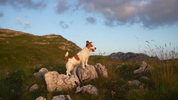 Cão Rocha Nas Montanhas Valente Jack Russell Terrier Natureza — Vídeo de Stock