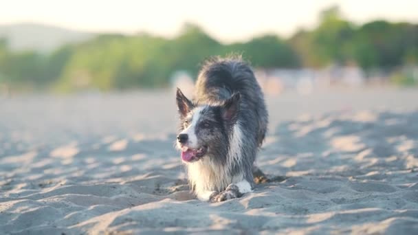 Cane Sulla Sabbia Strano Collie Confine Sulla Spiaggia Camminare Con — Video Stock