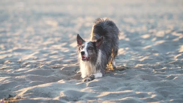 犬が砂の上に ビーチで面白いボーダーコリー ペットと一緒に歩く — ストック動画