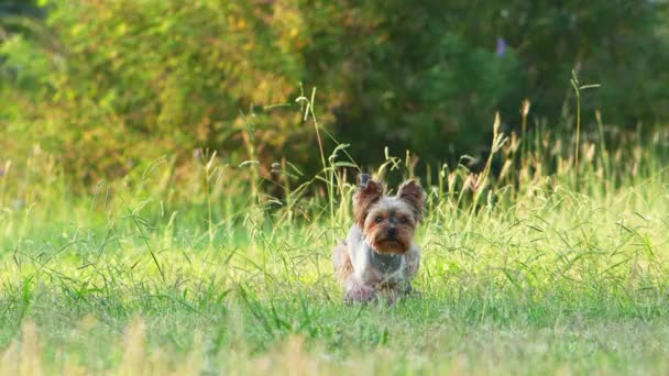 犬が走って 草をカメラに向かって走る ハッピーでアクティブなヨークシャーテリアとパーク内のバイオレットの足 — ストック動画