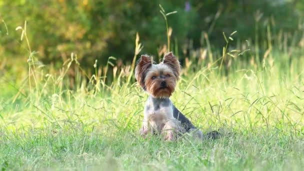 Собака Біжить Вперед Камері Травою Щасливий Активний Йоркширський Тер Фіолетовими — стокове відео