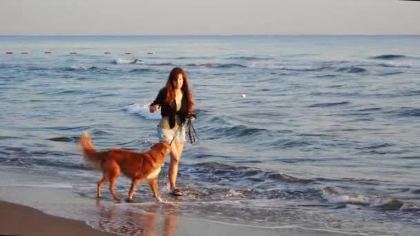Dívka Chodí Psem Pláži Při Západu Slunce Nova Scotia Duck — Stock video