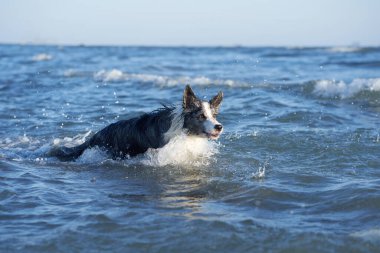 Köpek suyun üstüne atlıyor. Deniz kenarında tatilde oynayan komik bir çoban köpeği.