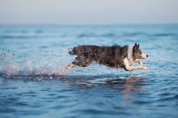 the dog jumps on the water. Funny border collie playing on holiday in nature by the sea