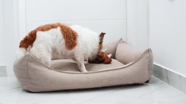 Hunden Leker Med Leksak Roliga Jack Russell Terrier Sin Husdjurssäng — Stockvideo
