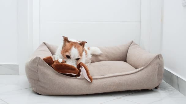 犬はおもちゃで遊んでいる 面白いジャック ラッセル テリアがペットのベッドで 自宅でペット — ストック動画