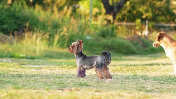 犬は草の上を走っている ハッピーでアクティブなヨークシャーテリアとパーク内のバイオレットの足 — ストック動画