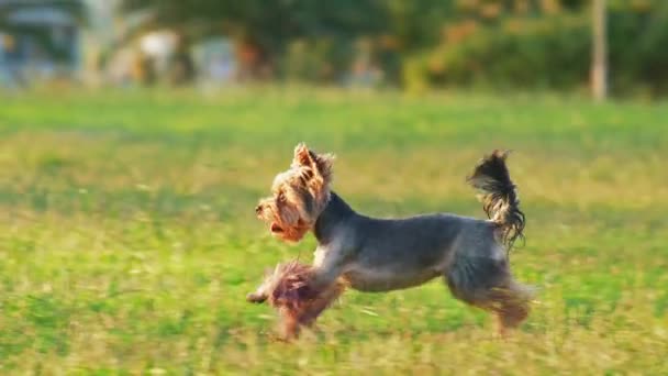 Dog Runs Grass Happy Active Yorkshire Terrier Violet Paws Park — Stock Video