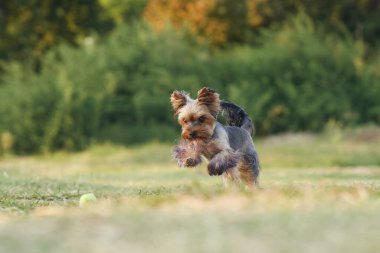 Köpek topla çimlerin üzerinde koşar. Parkta menekşe pençeli Mutlu ve Aktif Yorkshire Teriyeri