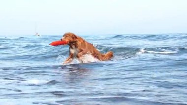 Suda kırmızı bir köpek ve bir oyuncak. Nova Scotia Ördek Çalan Köpek Avcısı