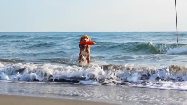 おもちゃを持って水の中の赤い犬 ノバスコシアダック海で自然の中でトローリングレトリーバー — ストック動画