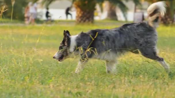 Cão Corre Relva Collie Fronteira Ativa Feliz Parque Câmera Lenta — Vídeo de Stock