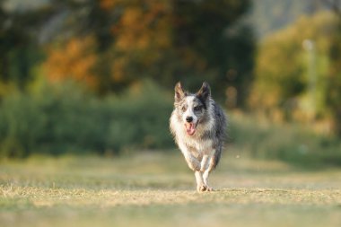 Köpek çimlerin üzerinde ön kamerayı çalıştırıyor. Parkta faal ve mutlu sınır köpeği