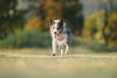 Köpek çimlerin üzerinde ön kamerayı çalıştırıyor. Parkta faal ve mutlu sınır köpeği