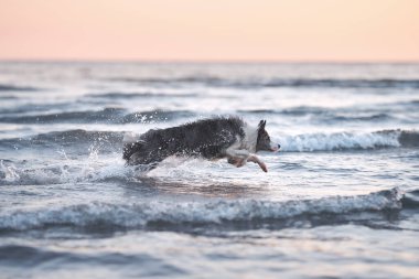 Köpek suyun üstüne atlıyor. Gün batımında deniz kenarında eğlenen komik bir çoban köpeği.