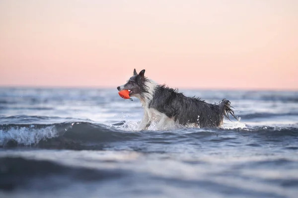 the dog jumps on the water. Funny border collie playing on holiday in nature by the sea at sunset