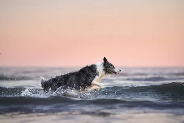 the dog jumps on the water. Funny border collie playing on holiday in nature by the sea at sunset