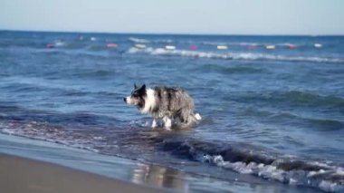 Denizdeki suda oyuncağı olan bir köpek. Mutlu mermer sınır çoban köpekleri atlıyor, yüzüyor