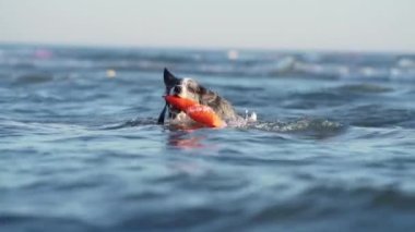 Denizdeki suda oyuncağı olan bir köpek. Mutlu mermer sınır çoban köpekleri atlıyor, yüzüyor