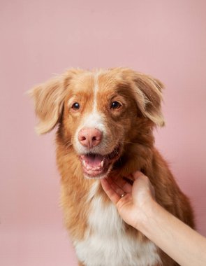 Pembe arka planda şirin kırmızı bir köpek. Nova Scotia ördek paralı av köpeği. Stüdyoda hayvan, köpek kürkü portresi