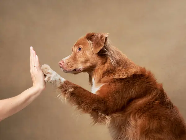 Cute red dog gives a paw on a beige background. Nova Scotia duck tolling retriever. Pet in the studio