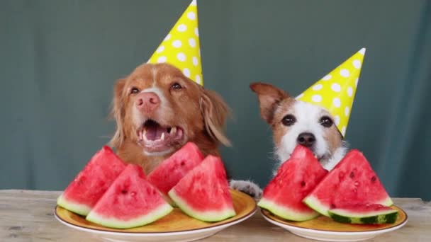 Two Dogs Festive Caps Watermelon Table Funny Nova Scotia Duck — Stock Video