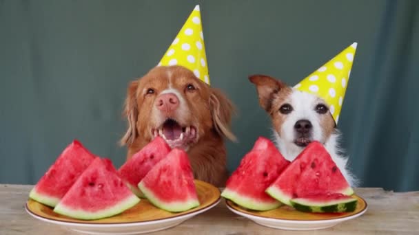 Zwei Hunde Festlichen Mützen Und Eine Wassermelone Auf Dem Tisch — Stockvideo