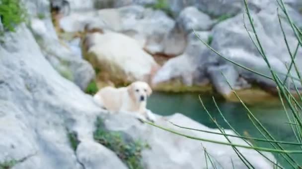 Cane Siede Una Pietra Sul Fiume Triste Cerbiatto Labrador Retriever — Video Stock