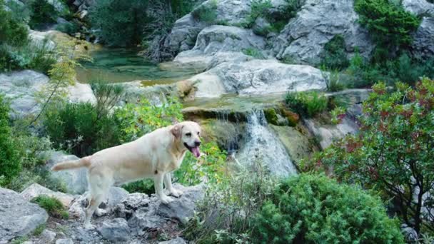 Собака Водопада Fawn Labrador Retriever Nature Water Фоне Зелени — стоковое видео
