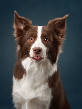 Komik ifade köpek. mavi arkaplan üzerinde sınır çoban köpeği, yakın plan