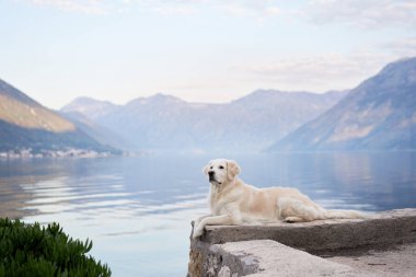Köpeği dağların arka planına karşı koyuyor. Golden Retriever deniz kenarında. Sudaki evcil hayvan
